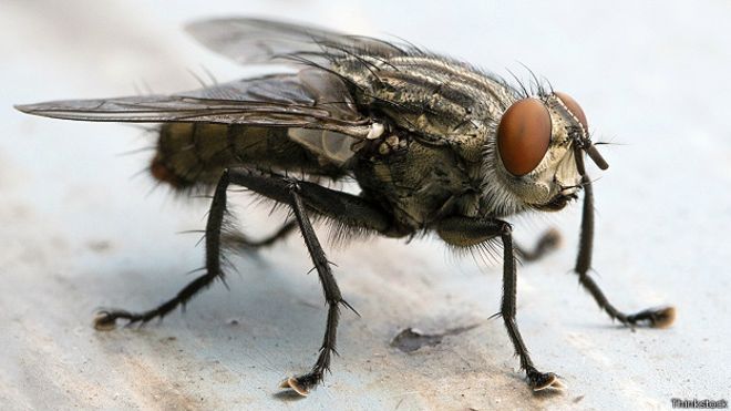 Mosca domestica común