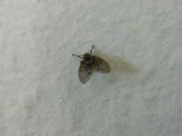 Mosca de la humedad