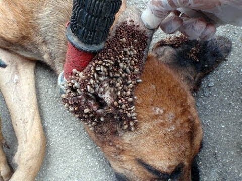 Las garrapatas pueden poner en riesgo la vida del animal