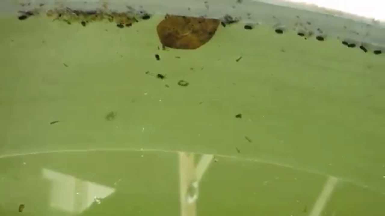 Los depositos de agua estancada sin tapar suelen ser el ambiente ideal para las larvas de mosquitos