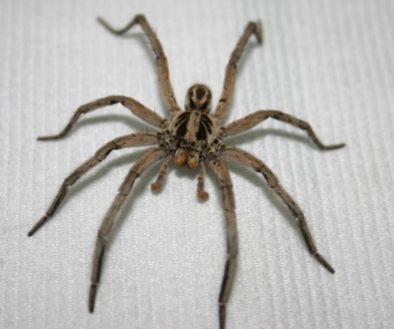 La araña Lobo suele encontrarse regularmente en nuestra zona, y si bien solo suele entrar por error a los domicilios, genera gran repulsión por su aspecto