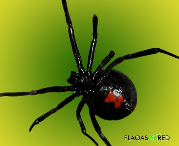 La "Viuda Negra" posee un veneno potencialmente letal. Si bien no es frecuente en nuestra zona, es importante saber reconocerla ya que, aunque aisladamente, hubo algunos avistamientos de esta