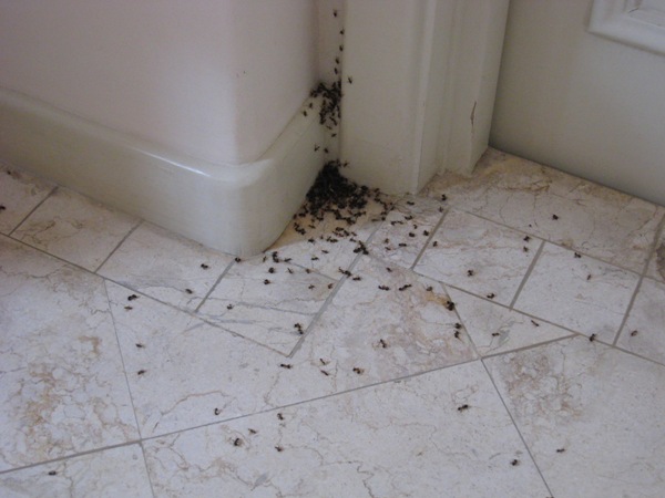 Manchas de excremento de las chinches sobre un colchon